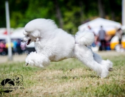 Buru Paula:Buru Paula Cosmetica Caini, Toaletare caini si pisici