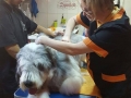 Toaletare caini si pisici ( cosmetica pisici timisoara - proffesional groomer timisoara ) 