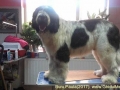  ( proffesional groomer timisoara -  ) 
