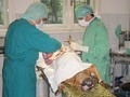 Dr. Bolte ( acupunctura veterinara - neurologie veterinara ) 